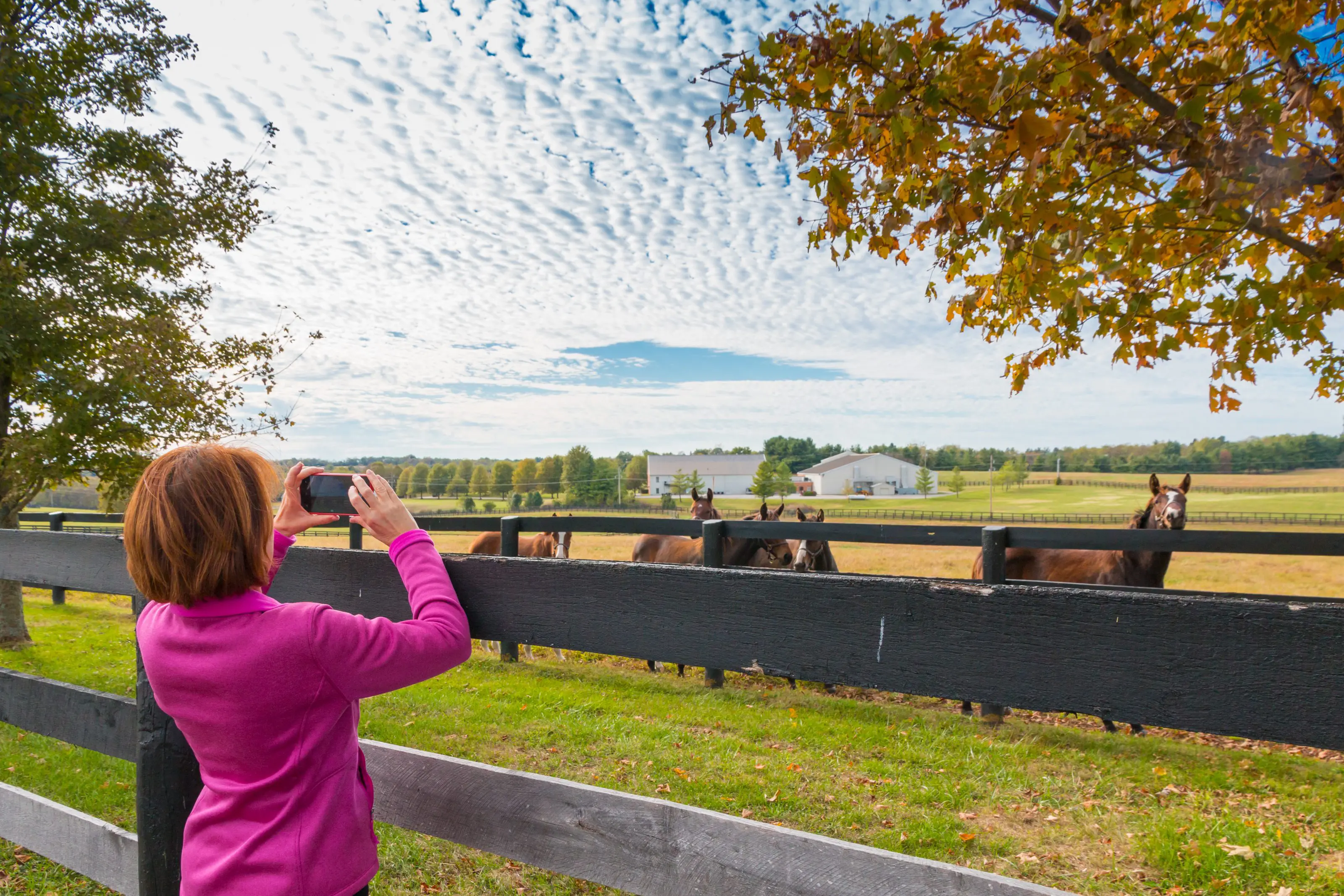 Woman photographing horses at autumn farm fence