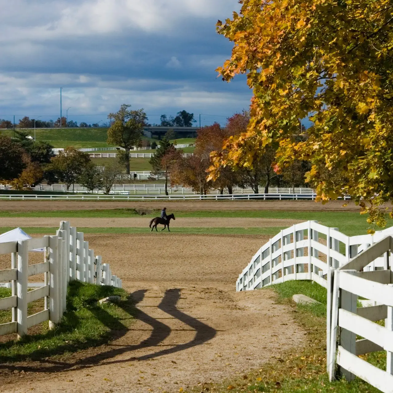 Rider on horse in autumn paddock